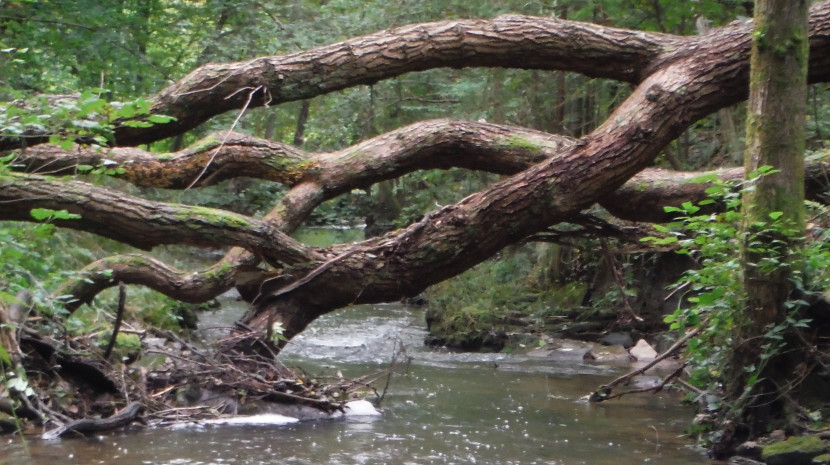 Cannop Brook after the storm